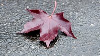 Red maple leaf with water drops on wet asphalt surface in autumn, natural seasonal background showing fall foliage detail and morning dew.