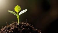 Young green seedling sprouting from rich dark soil with bright sunlight creating natural growth and new life concept for environmental projects.