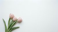 Pink tulip flowers with green leaves on white background with copy space for spring greeting cards and romantic designs.