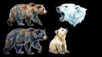 Watercolor bear set with grizzly, black bear, polar bear head, and cub, isolated on transparent background, ready for stickers, t-shirt design, and print on demand.