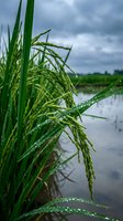 Green rice plants with water droplets in flooded paddy field under cloudy sky. Fresh agricultural crop growing in rural farming landscape during monsoon season.