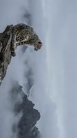 Snow leopard resting on rocky cliff edge in misty mountain environment with cloudy sky background for wildlife and nature photography projects.