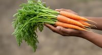 Freshly harvested carrots with vibrant green tops held in hand, showcasing organic produce and farm-to-table agriculture for healthy eating and gardening concepts.