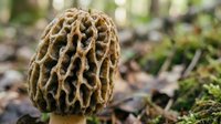 Morel mushroom with honeycomb texture growing in forest floor among moss and leaves. Spring foraging season wild edible fungi in natural woodland habitat.