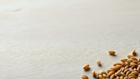 Organic wheat grains scattered on textured beige surface with copy space for natural food and agriculture concepts.