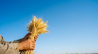 Cropped view of hand holding golden wheat sheaf against clear blue sky, symbolizing harvest, agriculture, and grain production for farming and food industry concepts.