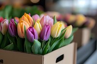 Fresh colorful tulips in cardboard box with pink, orange, yellow and purple blooms, green stems and leaves against blurred background, spring flowers.