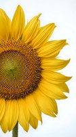 Bright yellow sunflower with detailed brown seed head and layered petals isolated on white background, suitable for botanical designs, gardening projects, and nature-themed marketing materials.