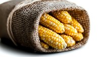 Fresh yellow corn cobs wrapped in rustic burlap sack on white background, farm harvest concept with dramatic lighting and selective focus.