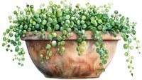 Lush string of pearls plant cascading from terracotta pot, watercolor botanical illustration with delicate green spherical leaves trailing over aged clay container.