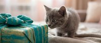 Gray kitten with green striped gift box on couch, curious expression, domestic pet photography for greeting cards and holiday designs.