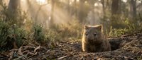 Adorable wombat sitting on forest floor with golden sunlight streaming through trees creating magical atmosphere in natural woodland habitat.