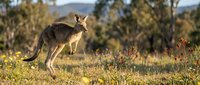Wild kangaroo standing in natural Australian bushland habitat with native vegetation and mountain backdrop during golden hour lighting.