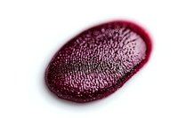 Macro shot of dark red kidney bean showing detailed surface texture and natural pattern against white background, isolated for food and agriculture projects.
