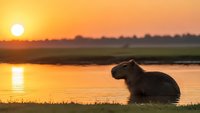 Capybara sitting by water during golden hour sunset with warm orange sky reflecting on calm lake surface creating peaceful wildlife scene.