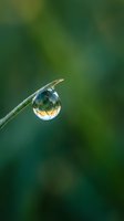 Water droplet hanging from a thin stem reflects lush green foliage, creating a natural lens effect. Macro nature photography suitable for environmental and wellness designs.