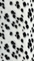 Close-up of natural leopard fur texture with black spots on white background, animal print pattern for fashion design and textile applications.
