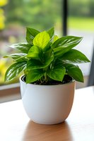Fresh green Pothos plant with glossy leaves growing in modern white ceramic pot on wooden surface near window, natural light creating peaceful home atmosphere.
