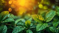 Fresh green leaves with water drops in morning sunlight, natural bokeh effect creates magical atmosphere. Nature macro photography for environmental themes.