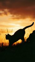 Cat silhouette against a dramatic golden sunset sky with glowing clouds and wild grass, capturing a moody outdoor nature scene.