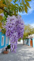 Blooming wisteria flowers hanging against blue sky and colorful street background, creating romantic spring atmosphere in Mediterranean town.