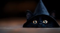 Black cat with bright golden eyes peeking over edge, mysterious dark background creates dramatic Halloween mood for seasonal and pet photography.