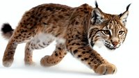 Spotted lynx walking forward on white background, displaying distinctive ear tufts and facial markings. Isolated wildlife animal suitable for educational materials, nature designs, and print applications.