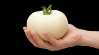 Pale white tomato held in open hand, isolated on transparent background, ready for clipart, t-shirt design, print-on-demand products, stickers, and sublimation projects.