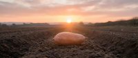 Fresh potato lying on rich soil during golden hour sunrise in agricultural field with warm sunlight creating dramatic farming landscape atmosphere.