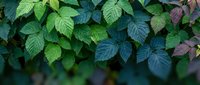 Lush green and purple raspberry leaves filling the frame, creating a natural botanical background with rich textures and vibrant foliage colors.