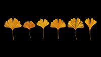 Ginkgo biloba leaves in golden yellow and amber tones, isolated on transparent background. Six dried botanical specimens arranged in a row, ready for clipart, sublimation, t-shirt design, stickers, and print-on-demand projects.