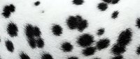 Dalmatian spotted fur texture with black spots on white background, suitable for animal print designs, fashion, and textile applications.