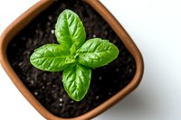 Fresh basil seedling growing in terracotta pot with rich soil, viewed from above on white background. Organic herb gardening and sustainable food concept.