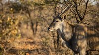 Male waterbuck antelope standing in golden savanna bushland during warm afternoon light with natural bokeh background for wildlife photography.