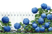 Vibrant blue hydrangea flowers blooming against white picket fence in garden setting, creating charming cottage aesthetic for landscaping inspiration.
