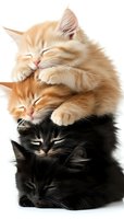Adorable stack of sleeping kittens with cream and black fur on white background, arranged in gradient pattern from light to dark colored cats.