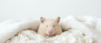 Adorable white hamster sleeping peacefully in soft bedding material, showcasing cozy pet care and small animal comfort in clean environment.