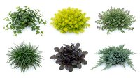 Six diverse garden ground cover plants isolated on white, including ivy, ornamental grass, juniper, and flowering herbs.