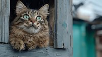 Curious long-haired tabby cat with striking blue eyes peering through rustic wooden window frame against blurred teal background, displaying alert expression.