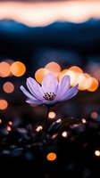 Delicate purple cosmos flower against blurred sunset bokeh background with orange light spots, creating dreamy atmospheric nature photography composition.