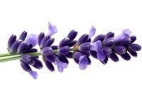 Purple lavender flowers on white background, fresh aromatic herb sprig isolated. Natural organic botanical element for aromatherapy and wellness designs.