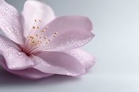 Delicate pink cherry blossom with water droplets on petals against soft gray background, macro photography showing intricate stamen details and morning dew.