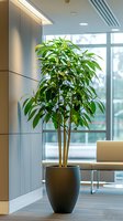 Tall green ficus plant in modern black pot standing in bright minimalist office interior with natural lighting and contemporary furniture setup.