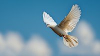 White dove flying with spread wings against blue sky and soft clouds, captured in graceful soaring motion showing detailed feathers and peaceful expression.