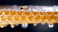 Honey bee walking on fresh honeycomb with water drops, macro photography showing detailed hexagonal cells filled with golden honey against dark background.