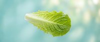 Fresh green romaine lettuce leaf isolated on soft blue background, suitable for food, nutrition, healthy eating, and culinary design projects.