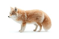 Red fox standing in profile view on white background, full body portrait showing distinctive fur texture and bushy tail. Isolated wildlife illustration.