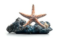Orange starfish resting on dark blue coral rock formation against white background, isolated marine life composition for design and decoration purposes.