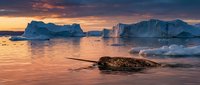 Narwhal swimming in Arctic waters at sunset with icebergs and glaciers in background, golden hour lighting reflecting on ocean surface.