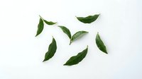 Green tea leaves scattered on white background, isolated botanical elements for design, packaging, and wellness product marketing.